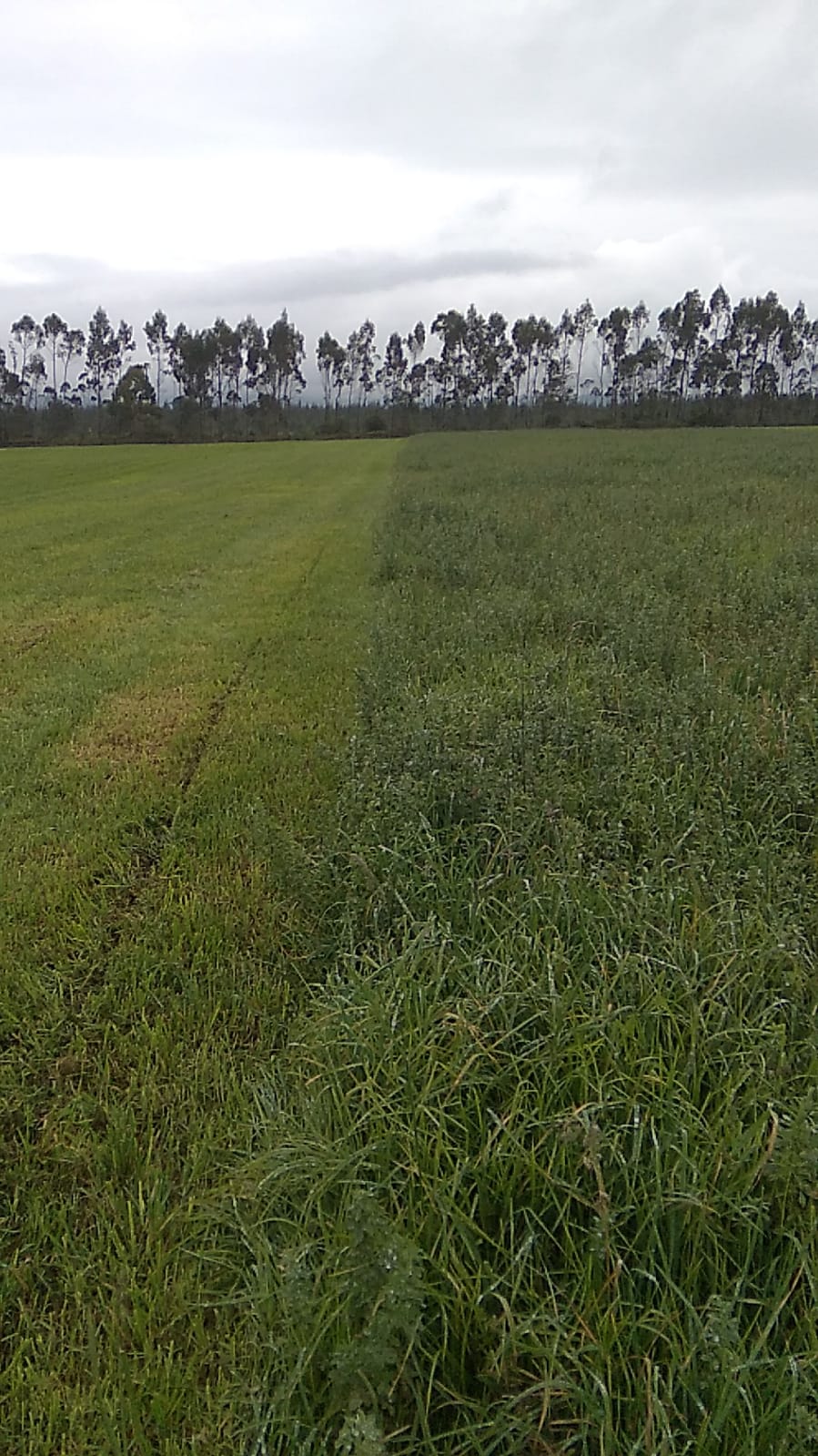 SE VENDE FINCA EN EL SECTOR DE LASSO PROVINCIA DE COTOPAXI