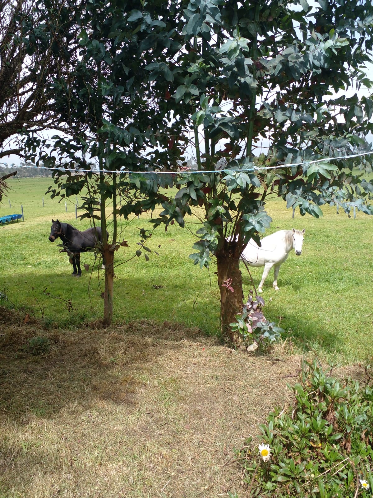 SE VENDE FINCA EN EL SECTOR DE LASSO PROVINCIA DE COTOPAXI