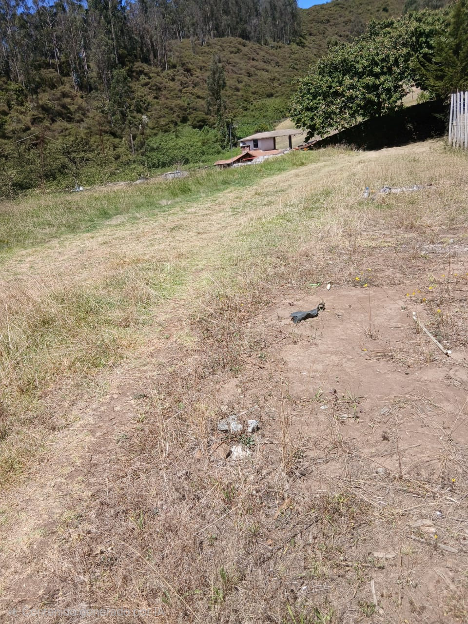 SE VENDE TERRENO EN EL SECTOR DE PIFO.