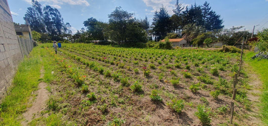 Se Vende Terreno en El Quinche