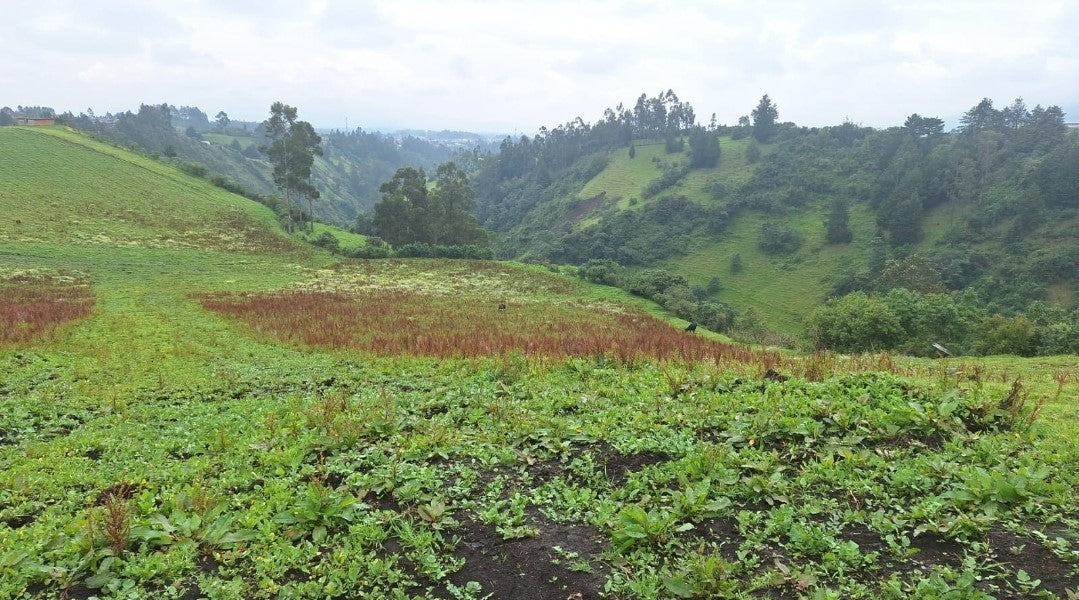 SE VENDE LOTES DE TERRENO EN EL SECTOR DE PINTAG